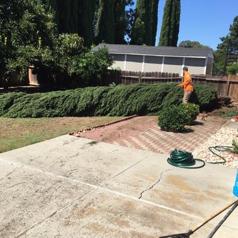 Mountain Tree Service - Timberrrrrrrr..... Down goes the 2nd tree - Tree Services Near Me - Vacaville, California