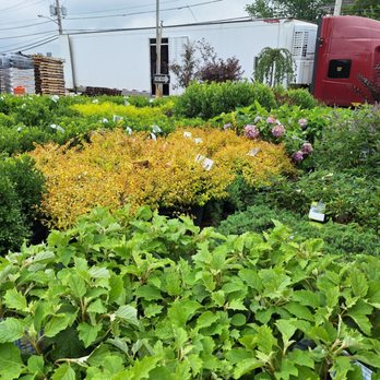 American Nursery - Nurseries & Gardening Near Me - Fair Lawn, New Jersey American Nursery - Nurseries & Gardening Near Me - Fair Lawn, New Jersey