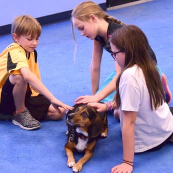 AZ Dog Sports - Therapy dog class - Pet Training Near Me AZ Dog Sports - Therapy dog class - Pet Training Near Me