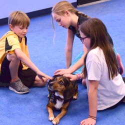 AZ Dog Sports - Therapy dog class