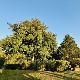 Patio overlooks a beautiful magnolia Patio overlooks a beautiful magnolia