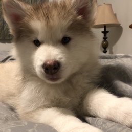 Athena 8 weeks old