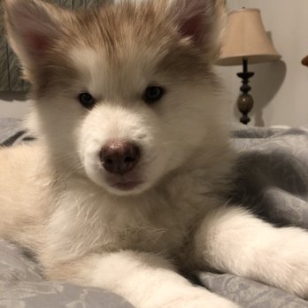 Northern Glories - Athena 8 weeks old - Pet Breeders Near Me