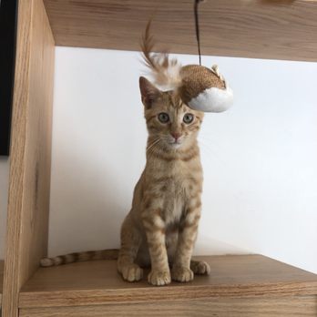 Felius Cat Café & Rescue - You can adopt him - Pet Adoption Near Me - Omaha, Nebraska Felius Cat Café & Rescue - You can adopt him - Pet Adoption Near Me - Omaha, Nebraska
