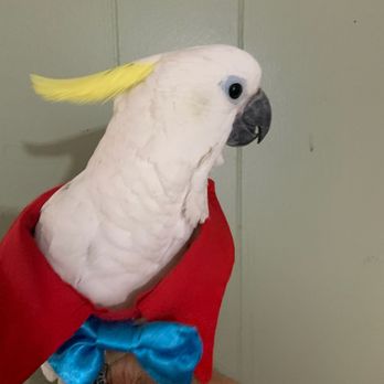 Birds Plus - Just groomed by bird plus .... thank you for the great job!! - Bird Shops Near Me - Valley Glen, California Birds Plus - Just groomed by bird plus .... thank you for the great job!! - Bird Shops Near Me - Valley Glen, California