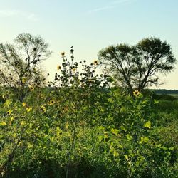 Friends of Hagerman National Wildlife Refuge