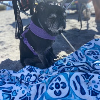 Brohard Paw Park & Beach - Dog Parks Near Me - Venice, Florida