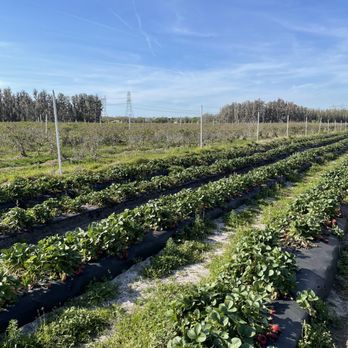 Starkey Market - Coffee & Tea Near Me - Trinity, Florida Starkey Market - Coffee & Tea Near Me - Trinity, Florida