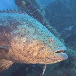 Wilbur the friendly Goliath Grouper