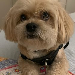 Bark Avenue Pet Grooming - Norton after his spay day!