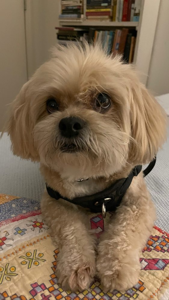 BARK AVENUE PET GROOMING Updated September 2024 796 Ulster Ave