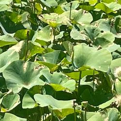 Pracht Wetlands Park - Waterlilies