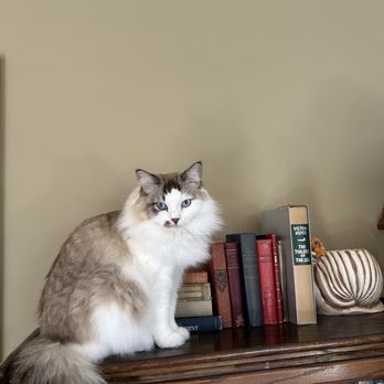 Ragmeister Ragdolls - Howie - Pet Breeders Near Me Ragmeister Ragdolls - Howie - Pet Breeders Near Me