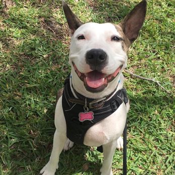 petNmind - Bella's awesome harness from petnmind! Only harness we found that's durable enough for her and it reflects light at night. IN LOVE! - Pet Stores Near Me - Coconut Creek, Florida