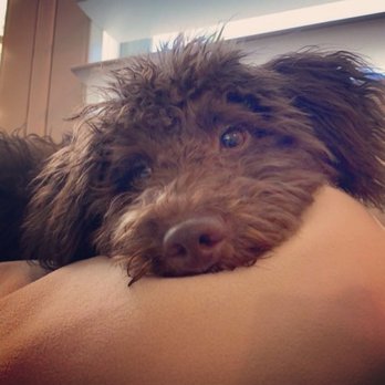 Domino Schnoodles - Pet Breeders Near Me Domino Schnoodles - Pet Breeders Near Me