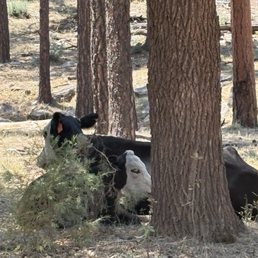 Cabins at Creekside - Open range views are very common - Vacation Rentals Near Me - Payson, Arizona