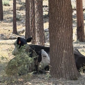 Cabins at Creekside - Open range views are very common - Vacation Rentals Near Me - Payson, Arizona