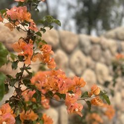 Rancho Carrillo Trail
