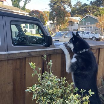 Stewart Chevrolet - A new car for my large dog! Again Aliya is amazing ! - Car Dealers Near Me - Colma, California Stewart Chevrolet - A new car for my large dog! Again Aliya is amazing ! - Car Dealers Near Me - Colma, California