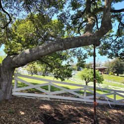 Sustainable Tree Specialists - Tree prop.