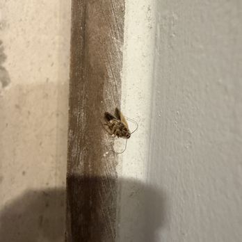 Vidanta - bonus bug - Resorts Near Me - Puerto Vallarta, JAL