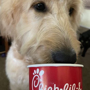 Chick-fil-A - Cleo and her CFA Pup Cup! - Fast Food Near Me - Azusa, California Chick-fil-A - Cleo and her CFA Pup Cup! - Fast Food Near Me - Azusa, California