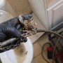 Photo of Castaneda's Plumbing & Rooter