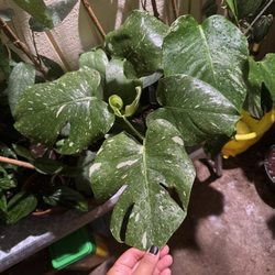 Ki Hana Nursery - My favorite purchase from them, Monstera Thai Constellation