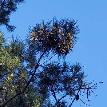 Monarch Grove Sanctuary - Clump of resting monarchs - Parks Near Me - Pacific Grove, California Monarch Grove Sanctuary - Clump of resting monarchs - Parks Near Me - Pacific Grove, California
