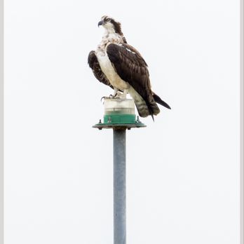 Leesylvania State Park - Osprey - Parks Near Me - Woodbridge, Virginia