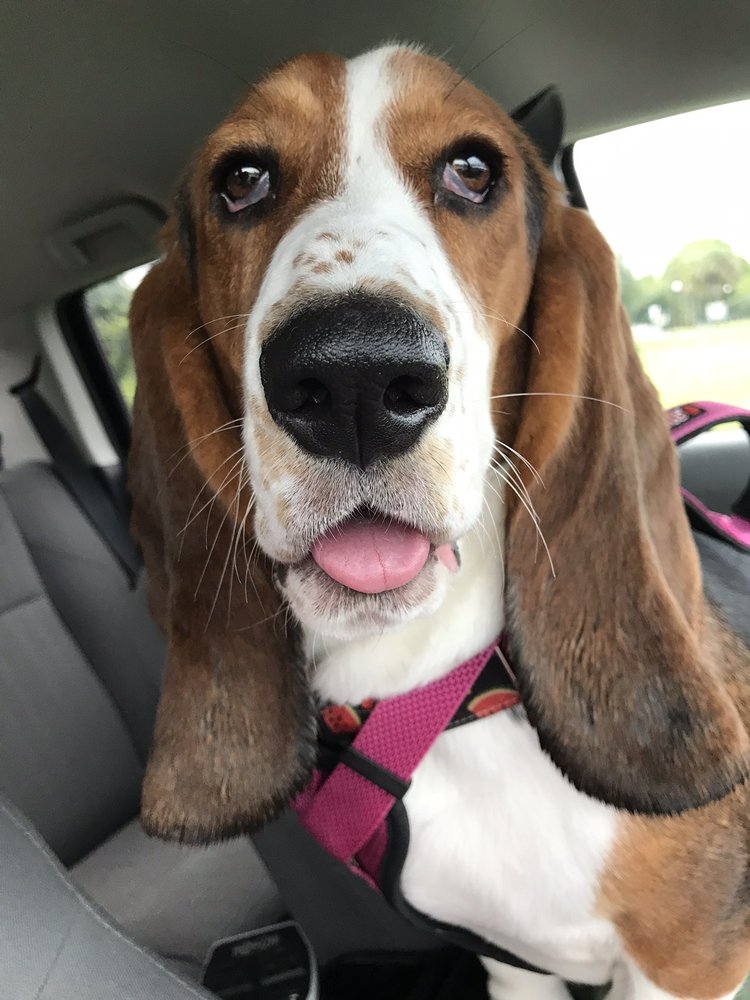 PANACEA PET RESORT Updated August 2024 10 Photos 6372 Goodway Dr