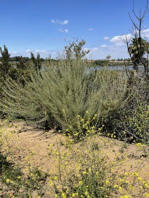 Upper Newport Bay Nature Preserve by null
