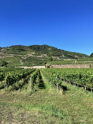 Domäne Wachau by null