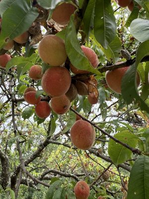 Estia's Little Kitchen by null