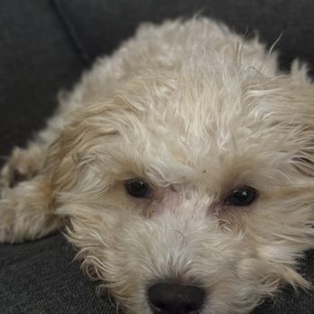 Pup E Tails - Cut by his eye - Pet Groomers Near Me - Torrance, California Pup E Tails - Cut by his eye - Pet Groomers Near Me - Torrance, California