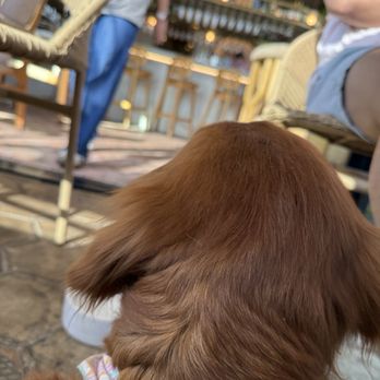 Waverly - Dog Friendly - Breakfast & Brunch Near Me - Cardiff, California Waverly - Dog Friendly - Breakfast & Brunch Near Me - Cardiff, California