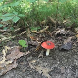 Trine State Recreation Area Cabins - On the Rolling Oaks hike!
