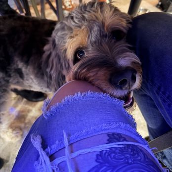 J Betski's - The patio is dog friendly - German Near Me - Raleigh, North Carolina