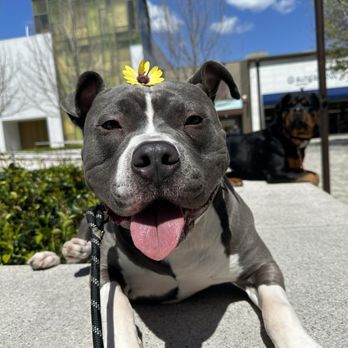 Gabby's Good Dogs - Pet Training Near Me Gabby's Good Dogs - Pet Training Near Me