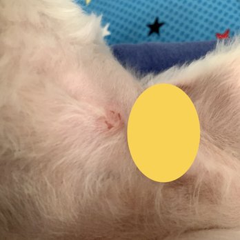 PetSmart - INJURY FROM GROOMING - Pet Stores Near Me - San Jose, California PetSmart - INJURY FROM GROOMING - Pet Stores Near Me - San Jose, California