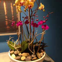 Growing Roots - Orchid arrangements