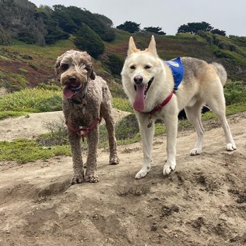 Skalliwags SF - Happy Dogs - Dog Walkers Near Me Skalliwags SF - Happy Dogs - Dog Walkers Near Me