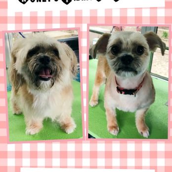 Pop Up Pet Spa - Pet Groomers Near Me