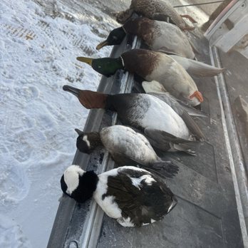 Uncle Sam’s Trout Camp - Picture of ducks of a mentoring trip that uncle Sam took an NFL celebrity out in Ohio to get his duck limit 2025 season - Fishing Near Me - Madison, Ohio