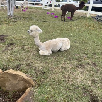 Canzelle Alpacas - Alpaca - Farms Near Me - Carpinteria, California