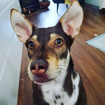 Coco's Pet Grooming and Spa - My gorgeous girl - Pet Groomers Near Me - Burnaby, British Columbia