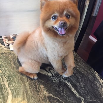 Groomingdales - Stylz is happy - Pet Groomers Near Me - Hawthorne, California