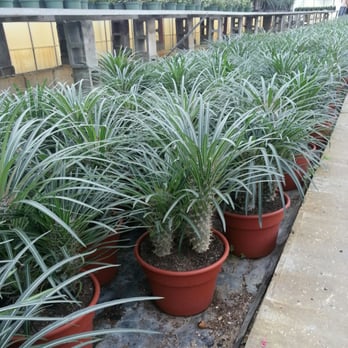 Florida Cactus - Nurseries & Gardening Near Me - Apopka, Florida Florida Cactus - Nurseries & Gardening Near Me - Apopka, Florida