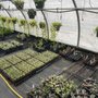 Photo of Gunter's Greenhouse