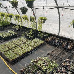 Gunter's Greenhouse